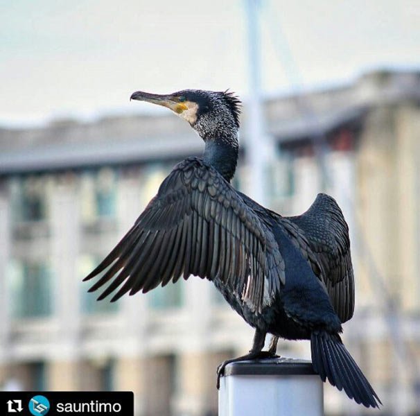 bird bristol