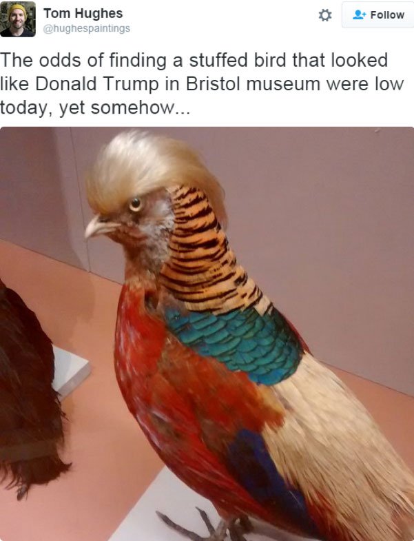 trump bird